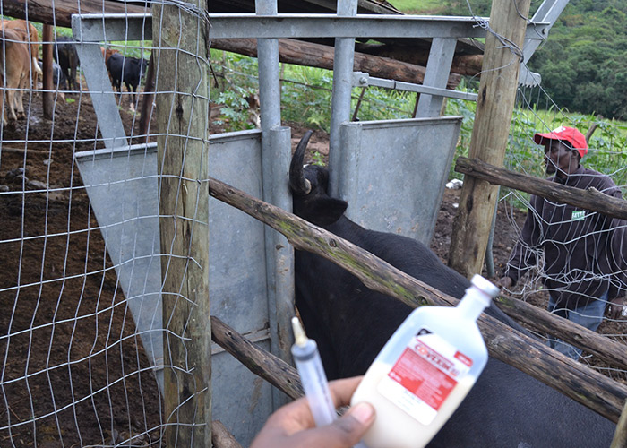 teamoh-animal-medicines-injection