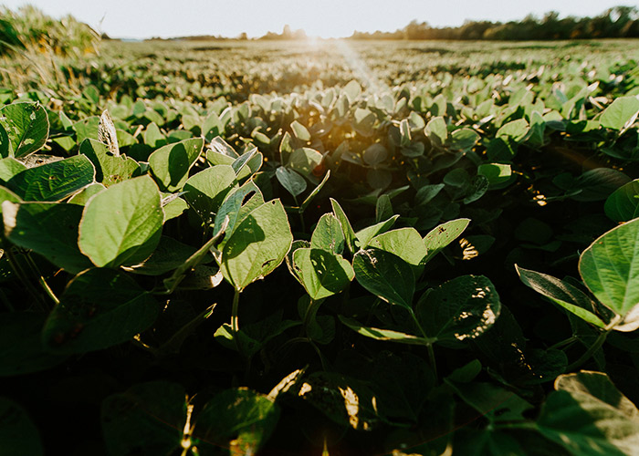 teamoh-beans-green-leaves