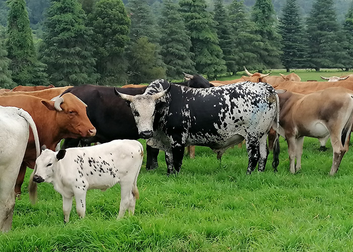 teamoh-cattle-herd