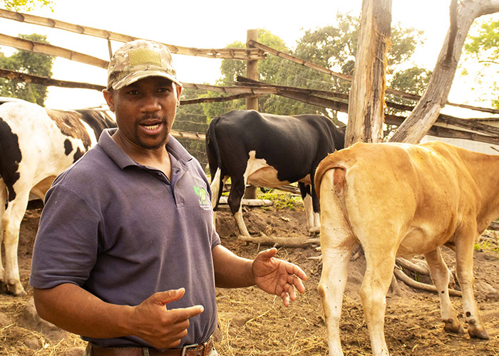 teamoh-cows-in-kraal