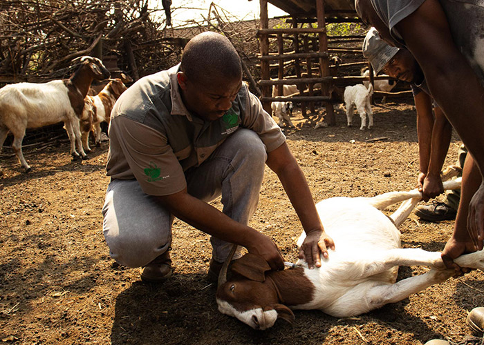 teamoh-goat-recieves-injection
