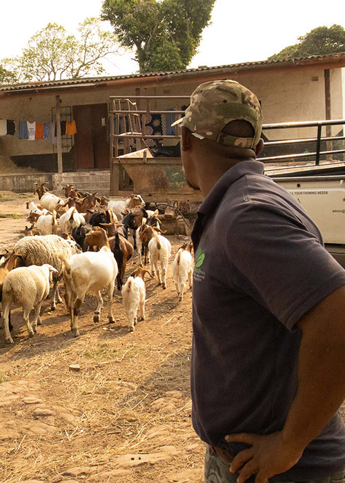 teamoh-goats