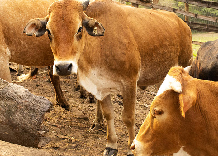 teamoh-healthy-cattle