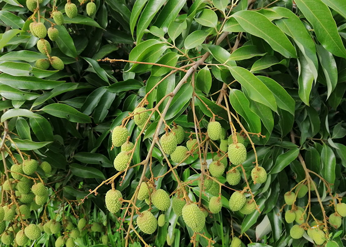 teamoh-litchi-tree