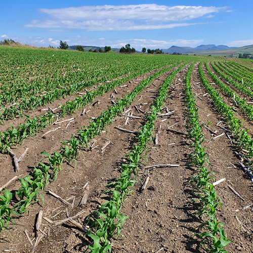 teamoh-maize-field