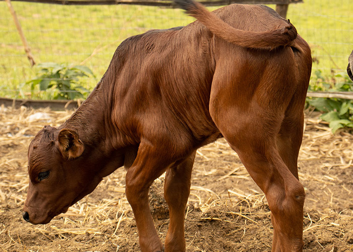 teamoh-red-calf