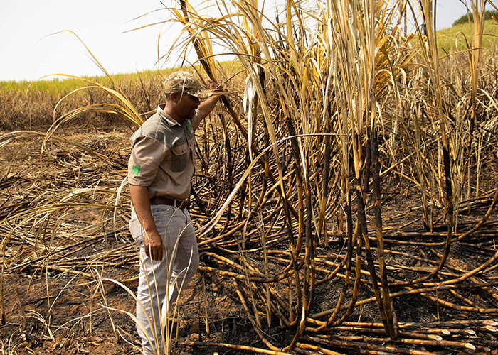 teamoh-sugarcane-farming