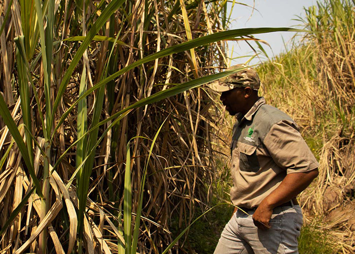 teamoh-sugarcane-field