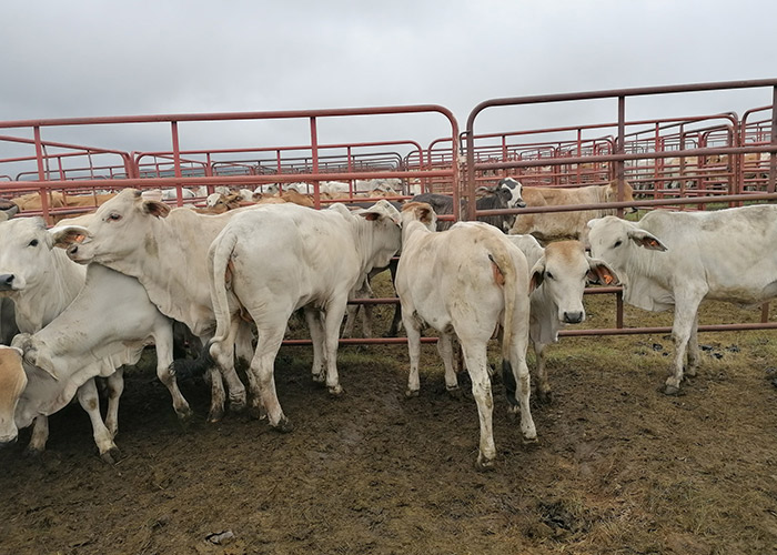 teamoh-white-cows-feedlot